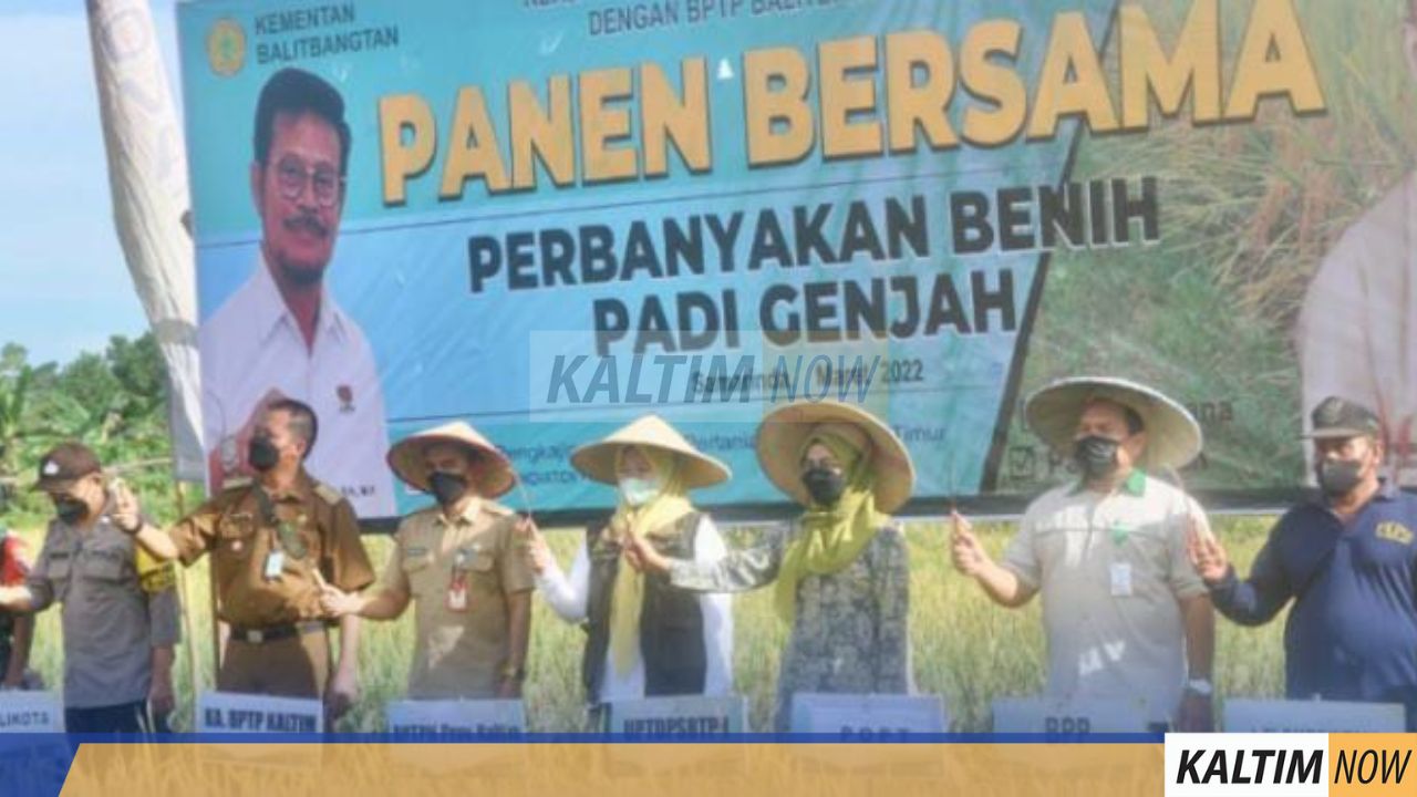 Dorong Ketahanan Pangan Panen Bersama Perbanyakan Benih Padi Genjah Di