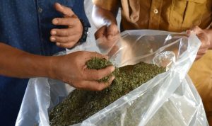Daun Kratom yang sudah dijemur