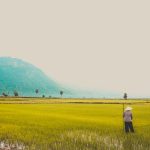 Gambar ilustrasi persawahan