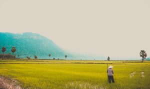 Gambar ilustrasi persawahan