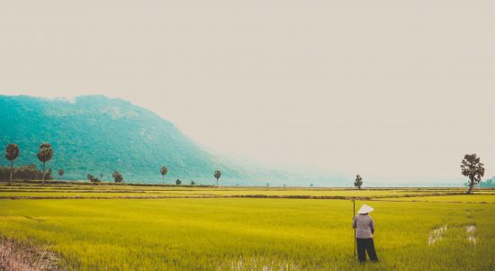 Gambar ilustrasi persawahan