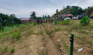 Foto Ilustrasi : Perkebunan. Sumber Foto : Istimewa.