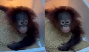 Foto: Tama, seekor bayi orang utan, yang dikunci di ruang karantina Bandung Zoo. Sumber: Istimewa.