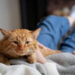 Foto: Seekor kucing orange. Sumber: istimewa.