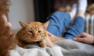 Foto: Seekor kucing orange. Sumber: istimewa.