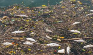 Foto: Potret pencemaran sungai di Indonesia. Sumber: Istimewa.