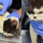 Foto: Kondisi kucing Uya Kuya di tempat penampungan hewan. Sumber: Istimewa.