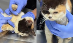 Foto: Kondisi kucing Uya Kuya di tempat penampungan hewan. Sumber: Istimewa.