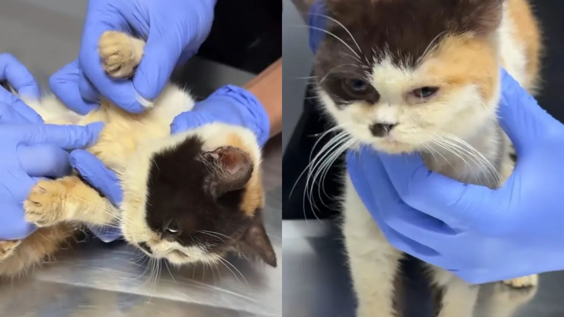 Foto: Kondisi kucing Uya Kuya di tempat penampungan hewan. Sumber: Istimewa.