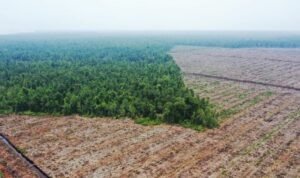 Foto: Pembabatan hutan untuk perkebunan kelapa sawit di Provinsi Kalimantan Barat. Sumber: Mongabay.
