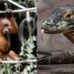 Foto: Satwa Liar yang dilindungi. Sumber: Istimewa.