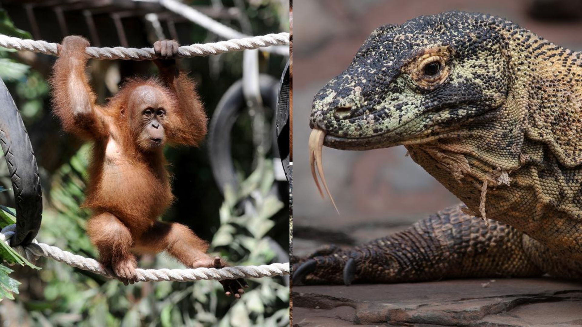 Foto: Satwa Liar yang dilindungi. Sumber: Istimewa.