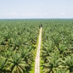 Foto: Perkebunan Sawit di Indonesia. Sumber: Istimewa.