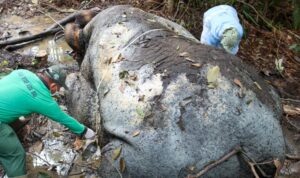 Foto: Seekor gajah mati dalam kondisi termutilasi di Kecamatan Ukui, Kabupaten Pelalawan, Riau. Sumber: Istimewa.