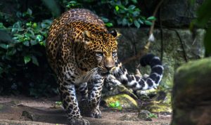 Foto: Ilustasi Macan Tutul di Kebun Binatang. Sumber: Istimewa.