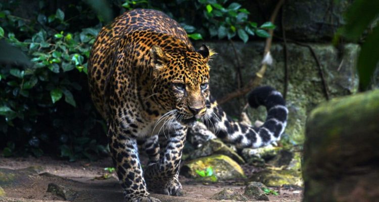 Foto: Ilustasi Macan Tutul di Kebun Binatang. Sumber: Istimewa.