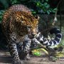 Foto: Ilustasi Macan Tutul di Kebun Binatang. Sumber: Istimewa.