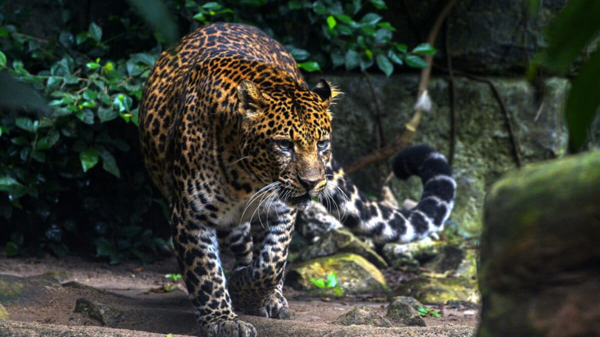 Foto: Ilustasi Macan Tutul di Kebun Binatang. Sumber: Istimewa.