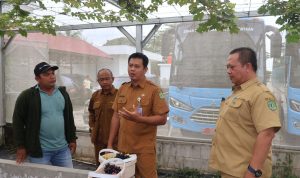 Foto: Sekretaris Dinas Pendidikan dan Kebudayaan (Disdikbud) Provinsi Kalimantan Timur, Rahmat Ramadhan dan Plt UPTD Museum Negeri Mulawarman Sugiyoni Ideal dan jajaran lakukan panen perdana buah anggur. Sumber: Istimewa.