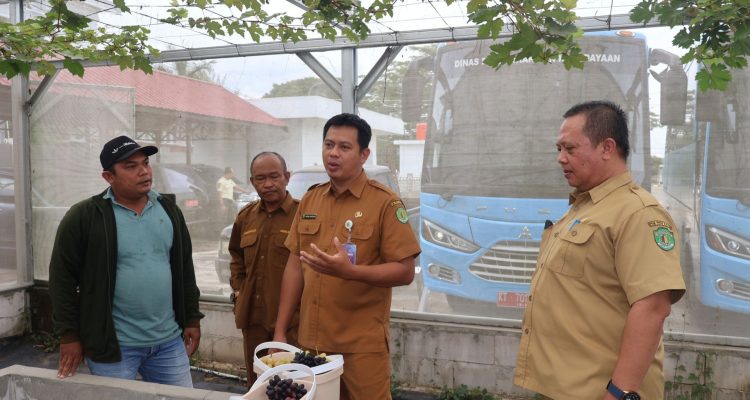 Foto: Sekretaris Dinas Pendidikan dan Kebudayaan (Disdikbud) Provinsi Kalimantan Timur, Rahmat Ramadhan dan Plt UPTD Museum Negeri Mulawarman Sugiyoni Ideal dan jajaran lakukan panen perdana buah anggur. Sumber: Istimewa.