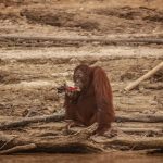 Foto: Seekor orangutan minum air menggunakan kantong plastik saat area tersebut diselimuti kabut asap akibat kebakaran hutan di Pulau Salat, Palangkaraya, Kalimantan Tengah. Sumber: Greepeace.