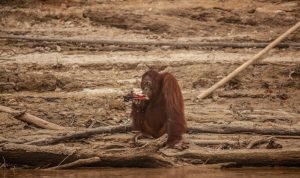 Foto: Seekor orangutan minum air menggunakan kantong plastik saat area tersebut diselimuti kabut asap akibat kebakaran hutan di Pulau Salat, Palangkaraya, Kalimantan Tengah. Sumber: Greepeace.