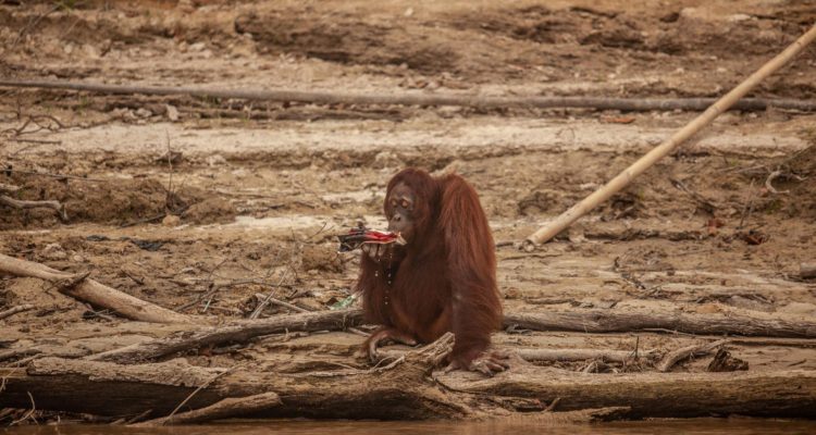 Foto: Seekor orangutan minum air menggunakan kantong plastik saat area tersebut diselimuti kabut asap akibat kebakaran hutan di Pulau Salat, Palangkaraya, Kalimantan Tengah. Sumber: Greepeace.