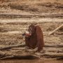 Foto: Seekor orangutan minum air menggunakan kantong plastik saat area tersebut diselimuti kabut asap akibat kebakaran hutan di Pulau Salat, Palangkaraya, Kalimantan Tengah. Sumber: Greepeace.