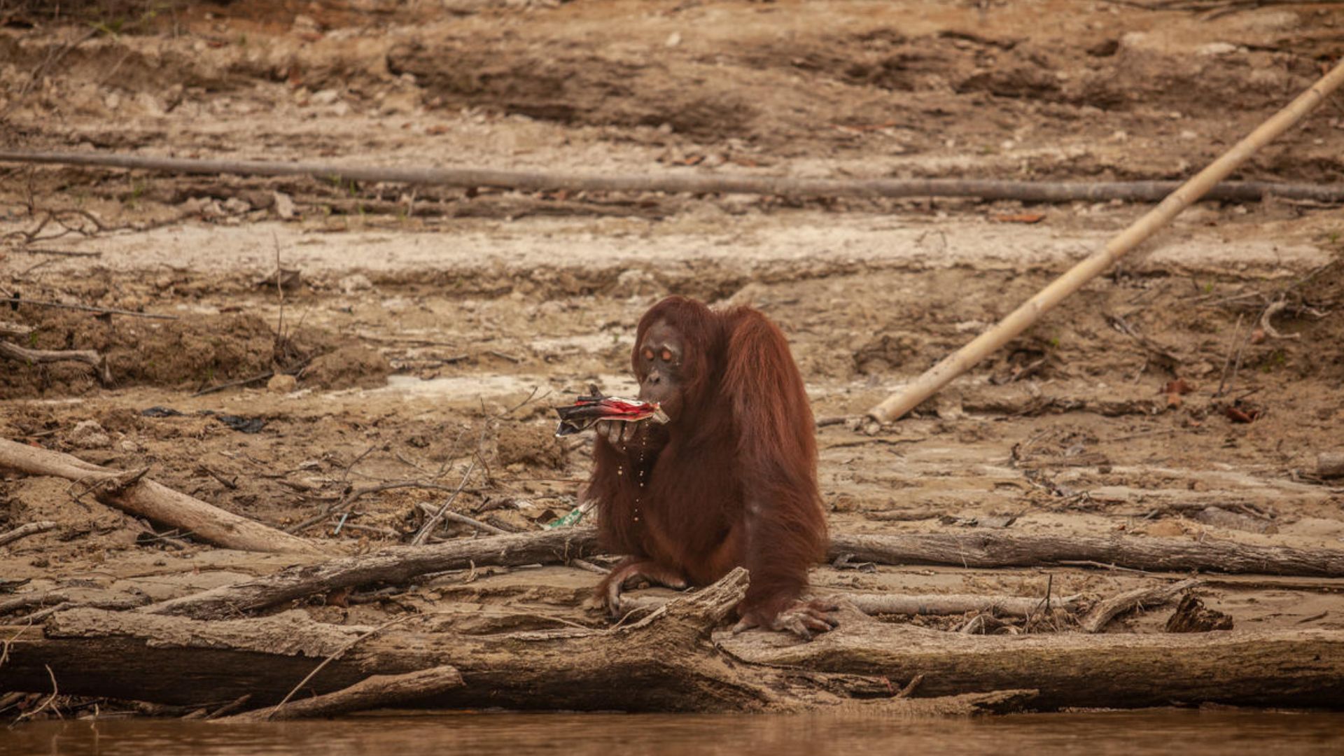 Foto: Seekor orangutan minum air menggunakan kantong plastik saat area tersebut diselimuti kabut asap akibat kebakaran hutan di Pulau Salat, Palangkaraya, Kalimantan Tengah. Sumber: Greepeace.
